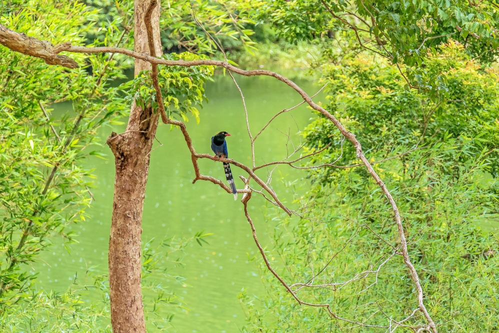 生態1冠_C-13-10_0_Fotor - 報新聞 Mega News